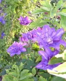 powojnik-clematis-vyvyan-pennell-c2-stan-nowy