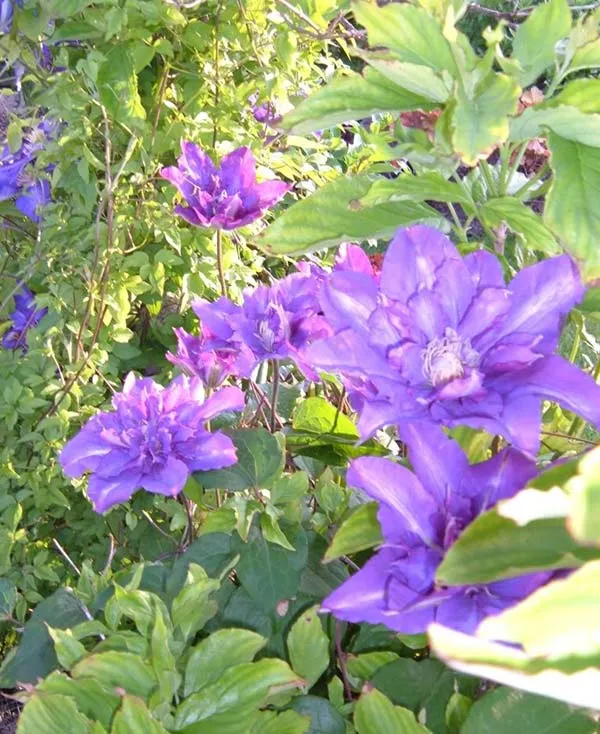 powojnik-clematis-vyvyan-pennell-c2