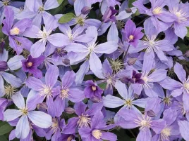powojnik-clematis-arabella-okrywowy-niebieskie-kwiaty-c2