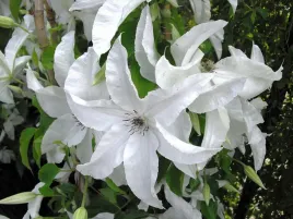 powojnik-clematis-beautiful-bride-ogromne-kwiaty-c2