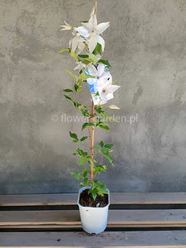 powojnik-clematis-beautiful-bride-ogromne-kwiaty-c2-waga-z-opakowaniem-2-6-kg
