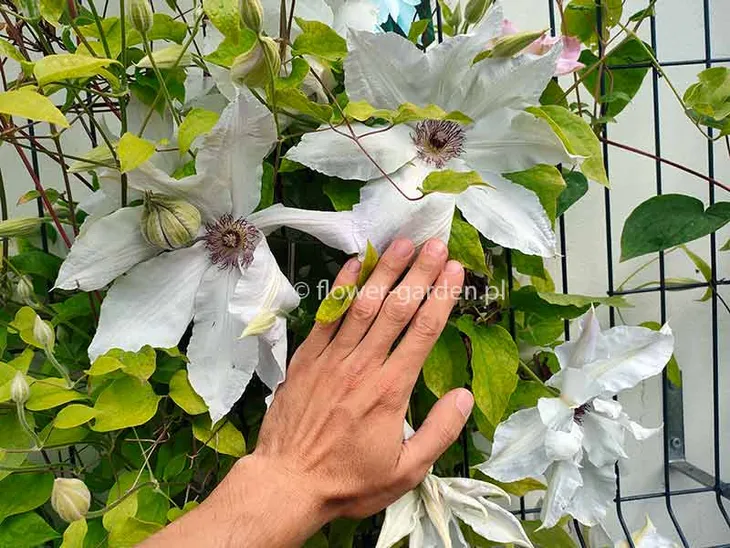 powojnik-clematis-beautiful-bride-ogromne-kwiaty-c2-styl-ogrod-skalny-ogrod-japonski-ogrod-wiejski-ogrod-nowoczesny-ogrod-srodziemnomorski