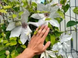 powojnik-clematis-beautiful-bride-ogromne-kwiaty-c2-styl-ogrod-skalny-ogrod-japonski-ogrod-wiejski-ogrod-nowoczesny-ogrod-srodziemnomorski
