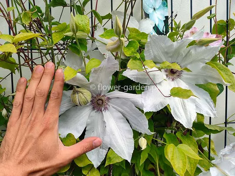powojnik-clematis-beautiful-bride-ogromne-kwiaty-c2