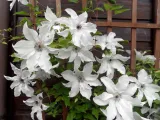 powojnik-clematis-beautiful-bride-ogromne-kwiaty-c2-rodzaj-rosliny-powojnik