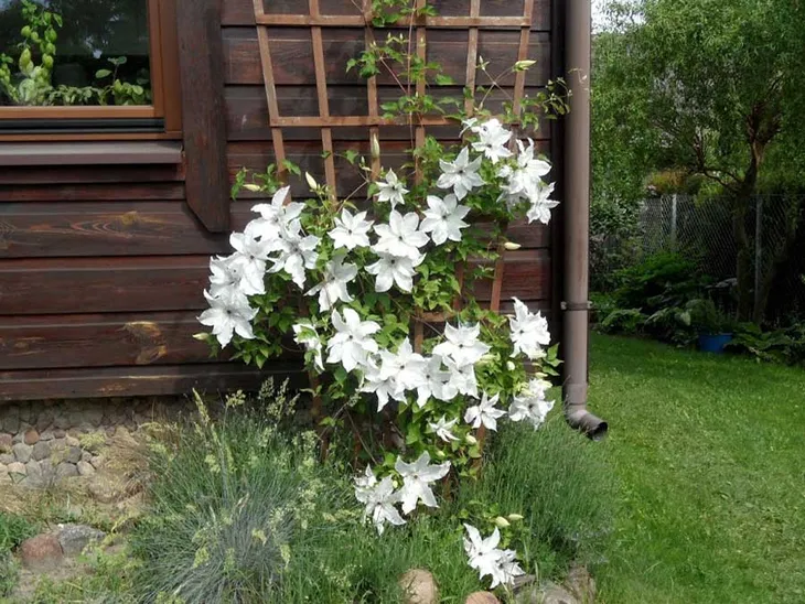 powojnik-clematis-beautiful-bride-ogromne-kwiaty-c2-stan-nowy