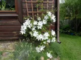 powojnik-clematis-beautiful-bride-ogromne-kwiaty-c2-stan-nowy