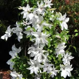 powojnik-clematis-beautiful-bride-ogromne-kwiaty-c2-kod-producenta-clematis29585-etk