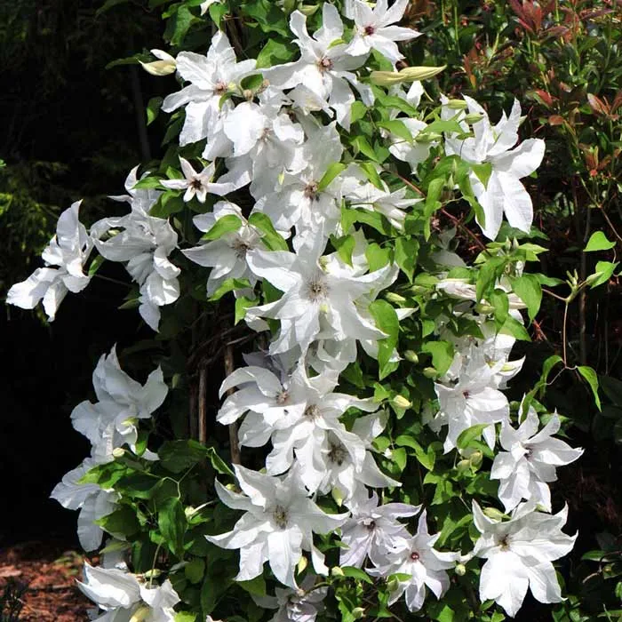 powojnik-clematis-beautiful-bride-ogromne-kwiaty-c2-waga-z-opakowaniem-2-6-kg