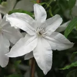 powojnik-clematis-beautiful-bride-ogromne-kwiaty-c2-kraj-polska