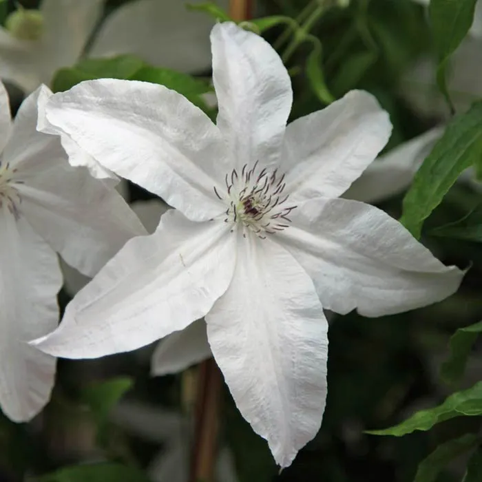 powojnik-clematis-beautiful-bride-ogromne-kwiaty-c2