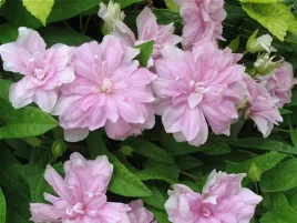 kielisznik-bluszczowaty-flore-pleno-pnaca-bylina-c2