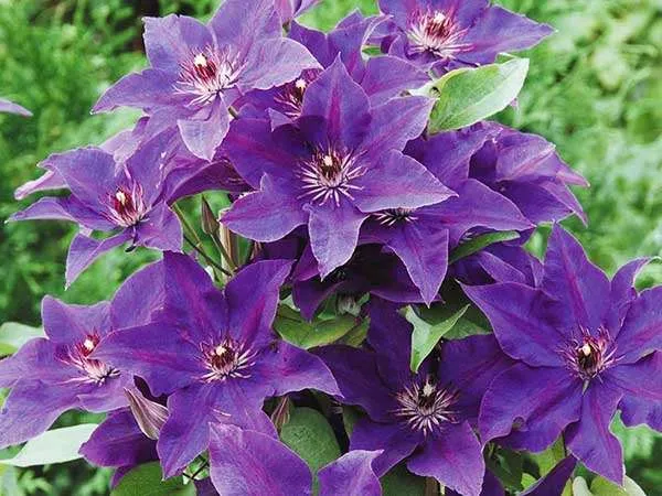 powojnik-clematis-the-president-c2