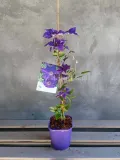 powojnik-clematis-the-president-c2-waga-z-opakowaniem-2-6-kg
