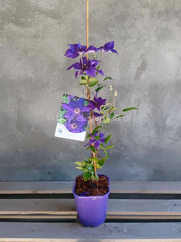 powojnik-clematis-the-president-c2-waga-z-opakowaniem-2-6-kg