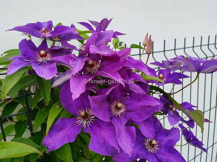 powojnik-clematis-the-president-c2-styl-ogrod-skalny-ogrod-japonski-ogrod-wiejski-ogrod-nowoczesny-ogrod-srodziemnomorski