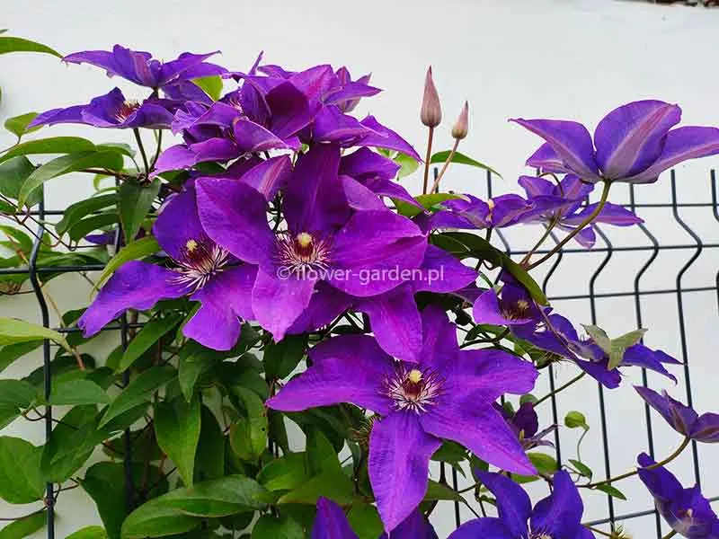 powojnik-clematis-the-president-c2