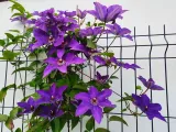 powojnik-clematis-the-president-c2-rodzaj-rosliny-powojnik