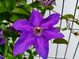 powojnik-clematis-the-president-c2-stan-nowy