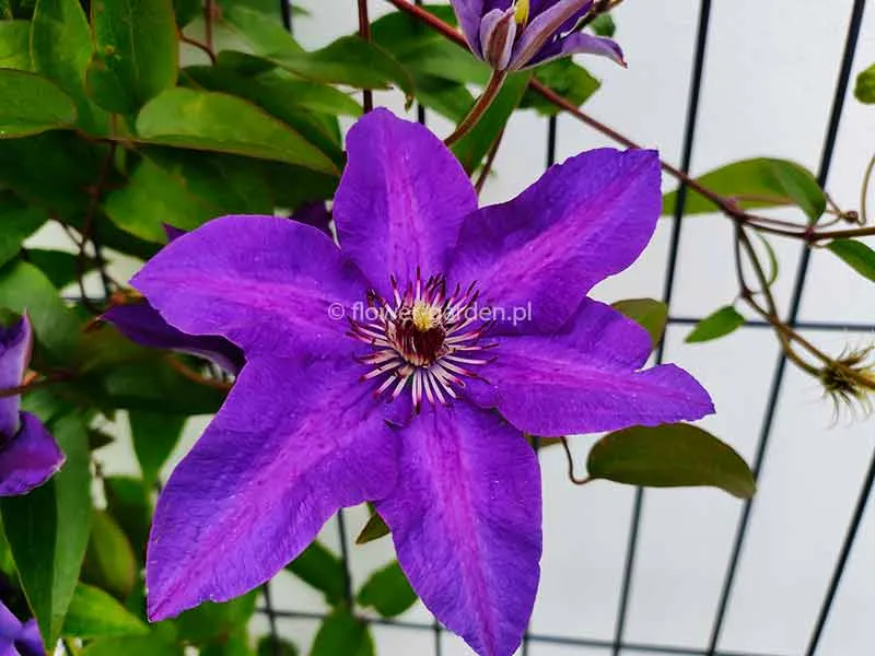 powojnik-clematis-the-president-c2