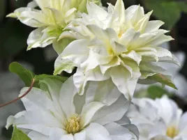 powojnik-clematis-maria-sklodowska-curie-c2