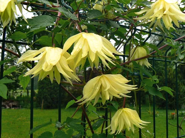 powojnik-clematis-lemon-dream-c2