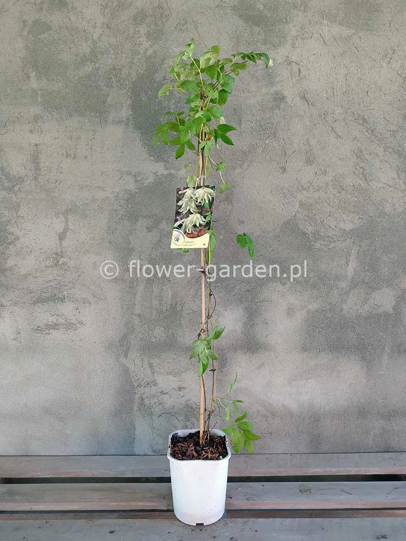 powojnik-clematis-lemon-dream-c2-rodzaj-rosliny-inny