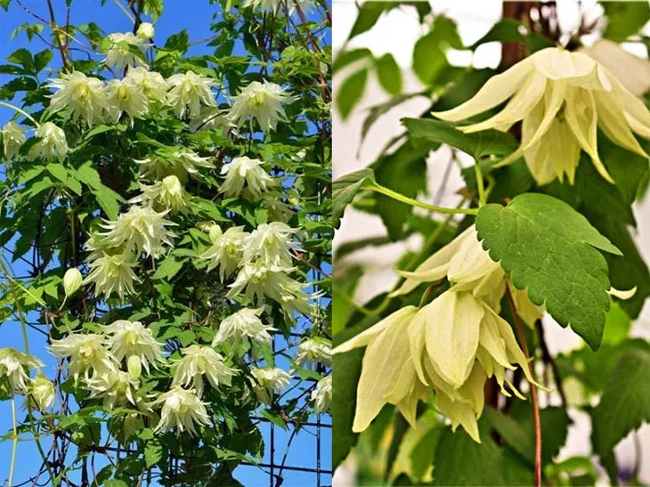 powojnik-clematis-lemon-dream-c2-producent-szkolka-roslin-ozdobnych-a-r-koblanscy