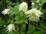 powojnik-clematis-lemon-dream-c2-nazwa-lacinska-inna