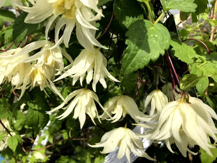 powojnik-clematis-lemon-dream-c2-rodzaj-rosliny-inny-producent-szkolka-roslin-ozdobnych-a-r-koblanscy