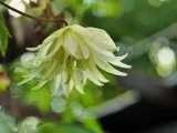 powojnik-clematis-lemon-dream-c2-rodzaj-rosliny-inny-nazwa-lacinska-inna