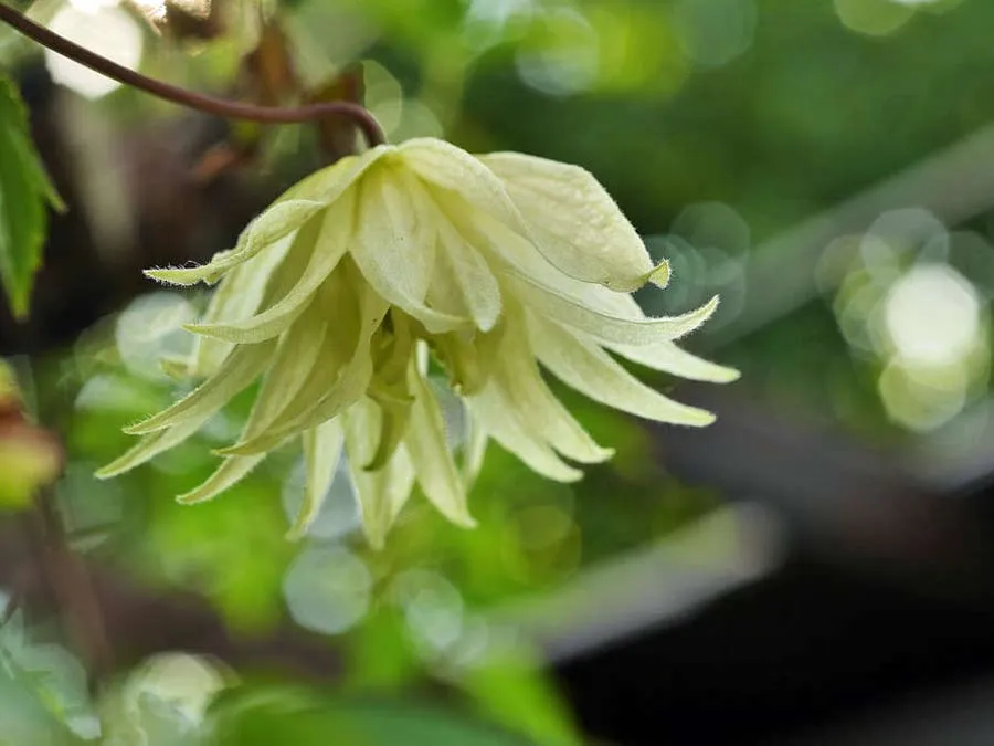 powojnik-clematis-lemon-dream-c2