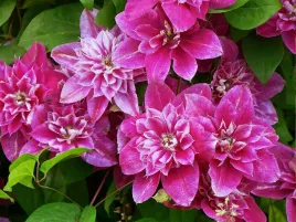 powojnik-clematis-my-darling-o-pelnych-kwiatach-c2