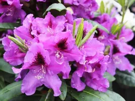 rododendron-fioletowy-rasputin-c5