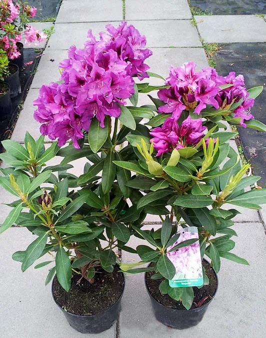 rododendron-fioletowy-rasputin-c5-rodzaj-rosliny-inny