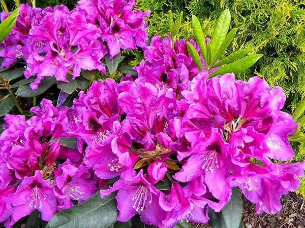 rododendron-fioletowy-rasputin-c5-producent-szkolka-roslin-ozdobnych-a-r-koblanscy