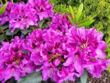 rododendron-fioletowy-rasputin-c5-producent-szkolka-roslin-ozdobnych-a-r-koblanscy