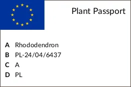 rododendron-fioletowy-rasputin-c5-rodzaj-rosliny-inny