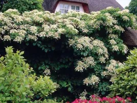 hortensja-pnaca-mrozoodporne-pnacze-do-cienia-c2