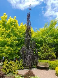 buk-pospolity-purple-fountain-c5