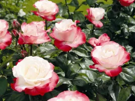 roza-wielkokwiatowa-nostalgie-wisniowy-zapach-c3