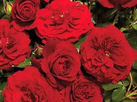 roza-pnaca-tatoo-courtyard-ciemnoczerwona-c4