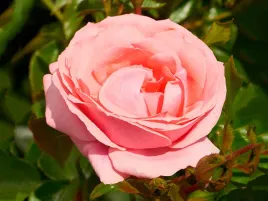 roza-pnaca-cosmos-courtyard-pelne-kwiaty-c4