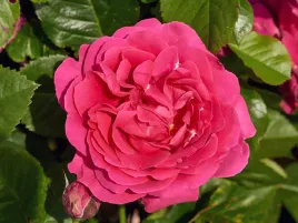 roza-pnaca-pasillo-courtyard-ciemnorozowa-c4