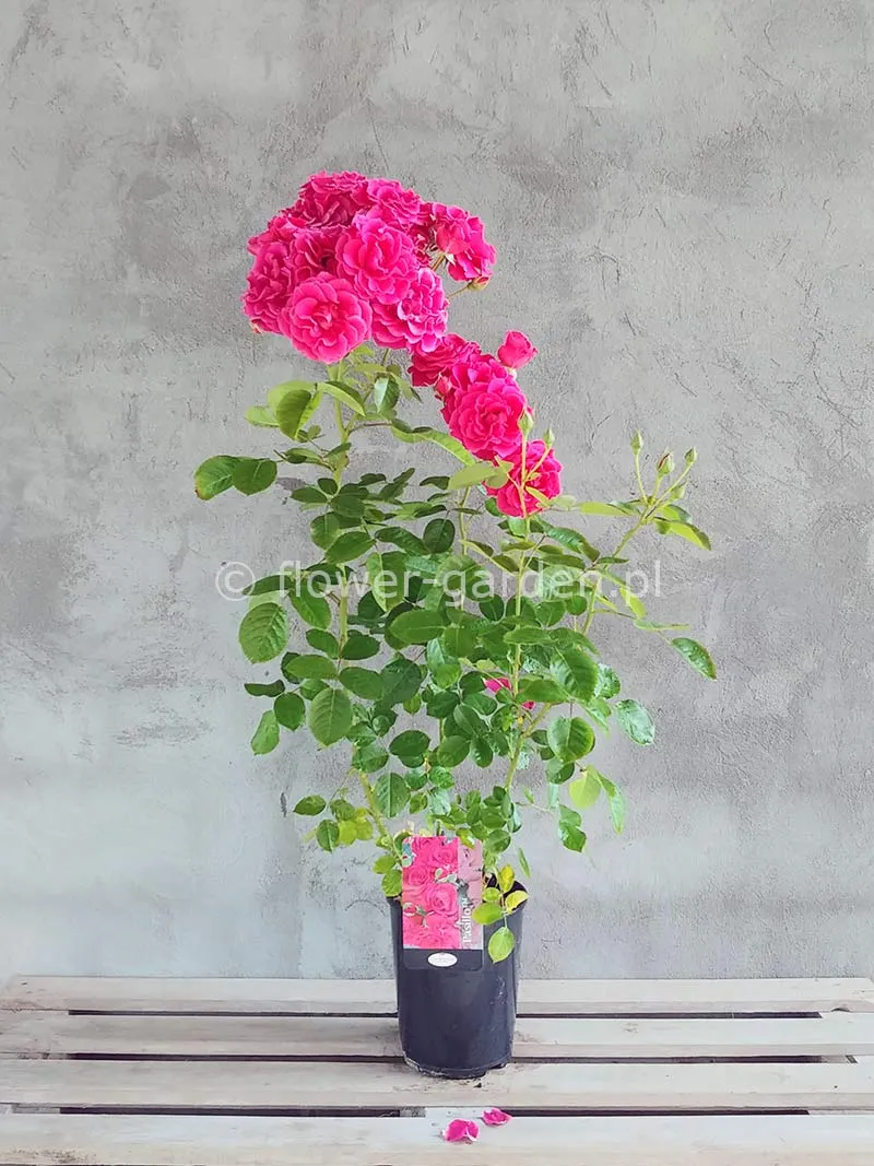 roza-pnaca-pasillo-courtyard-ciemnorozowa-c4-rodzaj-rosliny-inny