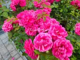roza-pnaca-pasillo-courtyard-ciemnorozowa-c4-rodzaj-rosliny-inny-producent-szkolka-roslin-ozdobnych-a-r-koblanscy