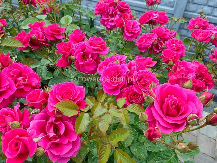 roza-pnaca-pasillo-courtyard-ciemnorozowa-c4-rodzaj-rosliny-inny-nazwa-lacinska-inna