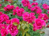 roza-pnaca-pasillo-courtyard-ciemnorozowa-c4-rodzaj-rosliny-inny-nazwa-lacinska-inna
