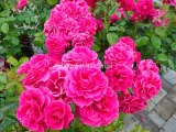 roza-pnaca-pasillo-courtyard-ciemnorozowa-c4-producent-szkolka-roslin-ozdobnych-a-r-koblanscy-rodzaj-rosliny-inny