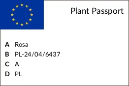 roza-pnaca-pasillo-courtyard-ciemnorozowa-c4-nazwa-lacinska-inna-producent-szkolka-roslin-ozdobnych-a-r-koblanscy